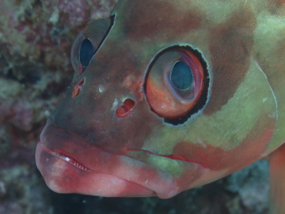 Serranidae Epinephelus fasciatus 3233